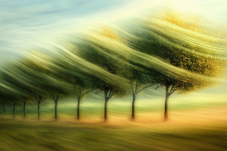 Windiges Feld - Bäume im Wind Fotografie Stil Langzeitbelichtung auf Leinwand, Acrylglas, Alu-Dibond oder als Poster