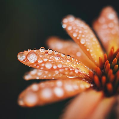 Blütendetail - Blumenmakromotiv im Stil einer Fotografie auf Leinwand, Acrylglas, Alu-Dibond oder als Poster