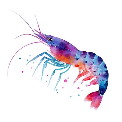 Garnelen-Illustration Gemälde Kunstdruck auf Leinwand, Acrylglas oder als Poster