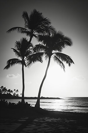 Palmen in schwarzweiss - Wandbild im Stil eines Gemäldes auf Leinwand, Acrylglas, Alu-Dibond oder als Poster