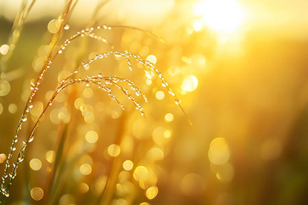 Morgentau - Wandbild im Stil einer Fotografie auf Leinwand, Acrylglas, Alu-Dibond oder als Poster