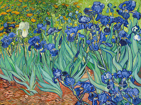 Vincent Van Gogh - Schwertlilien - Alte Meister als Kunstdruck auf Leinwand, Acrylglas, Alu-Dibond oder als Poster