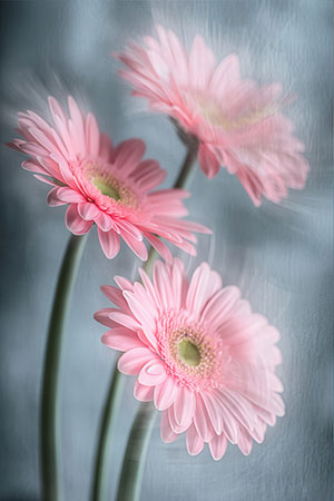 Gerberas - Fotorealistisches Wandbild auf Leinwand, Acrylglas, Alu-Dibond oder als Poster